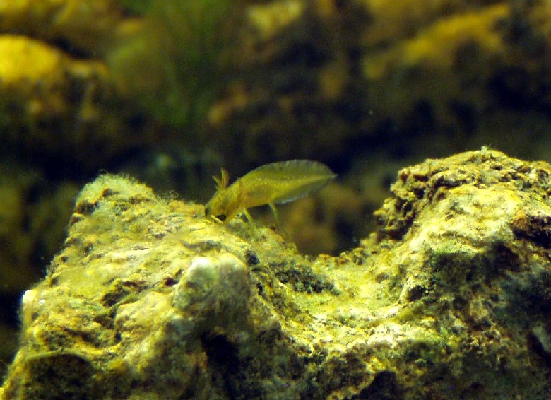 I Terracquari del Centro di Entomologia - Piombino (LI)